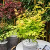 Several potted Japanese maple trees with varying leaf colors are arranged outdoors, with bamboo stalks in the background. Podgląd zdjęcia produktu