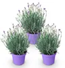 Lavendel Lavandula angustifolia Munstead winterhart lila 3 Produktbild-Vorschau 3