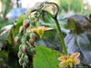 A close-up view of an orange-colored flower with buds on a green stem, with blurred green and purple foliage in the background. Produktbild-Vorschau