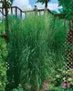 Trawa ozdobna "Karl Foerster" (Calamagrostis x acutiflora), Podgląd zdjęcia produktu 8