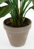 Spathiphyllum - Vert, Blanc Voir les images du produit 9