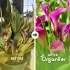 Calla Nawóz Płynny 1 L – 3-4-3 NPK – Do Kvitnúce Rośliny – Podgląd zdjęcia produktu 2