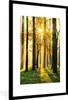MuchoWow® Gerahmtes Poster Wald - Sonne - Bäume - Gras - Produktbild-Vorschau 1