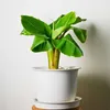 Bananenpflanze - 2 Stk - Musa basjoo - Höhe 25-40cm - ⌀9cm Produktbild-Vorschau 5