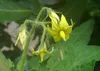 SAFLAX - Rajče - San Marzano - Lycopersicon esculentum - 10 Náhled obrázku produktu 4