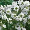 6 x Slez biely - Malva moschata 'Alba' | kvetináč 9cm x 9cm Náhľad obrázku produktu 2