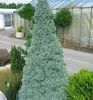 Weiß-Fichte ´SANDER´S BLUE´ 30-40 cm, Cont. 2,5 l Produktbild-Vorschau 3