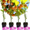 Súprava s lotosom - Diospyros lotos - hruška bohov - výška Náhľad obrázku produktu 1