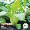 Samenliebe  Pak Choi Samen | Taisai - samenfestes  Saatgut Produktbild-Vorschau 4