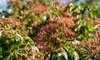 A close-up shot of a flowering plant with red buds and green leaves. Náhľad obrázku produktu