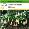 SAFLAX - Anielska Trąbka / Różowy - 10 Nasiona - Z podłożem Podgląd zdjęcia produktu 5