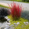 Stauden Gänge 1 x Imperata cylindrica 'Red Baron' im 1 Produktbild-Vorschau 6