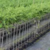 Rows of young trees in pots, likely in a nursery or garden center. Produktbild-Vorschau