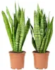 2x Bogenhanf, pflegeleichte Zimmerpflanzen, Sansevieria Produktbild-Vorschau 1