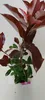 A close-up studio shot of a small Photinia Fraseri 'Red Robin' plant in a pot. Náhled obrázku produktu