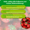 Purgrün -Erdbeerdünger | Krümelgranulat für Erdbeeren | 1kg Produktbild-Vorschau 3