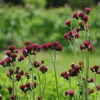 6 x Bach Kratzdistel  - Cirsium rivulare 'Atropurpureum'  | Produktbild-Vorschau 2