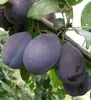Pflaumenbaum ´JOJO´® Unterlage Myrobalan, wurzelnackt Produktbild-Vorschau 2