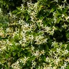 Trachelospermum Jasminoides Star of Toscana, Sternjasmin, Produktbild-Vorschau 3