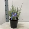 Perovskia atriplicifolia 'Prime Time' PBR – modročervená | Náhľad obrázku produktu 2
