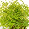 Fargesia murieliae 'Asian Art', Schirmbambus, 2 Liter Topf Produktbild-Vorschau 4
