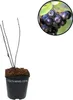 Aronia prunifolia 'Viking' Aronia, Johannisbeerstrauch, 2 Produktbild-Vorschau 1