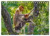 Nasenaffen von Borneo (Tischkalender 2027 DIN A5 quer), Produktbild-Vorschau 7