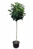 Acer platanoides Globosum, Kugelahorn, Ahorn Hochstamm, Produktbild-Vorschau 1