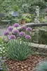 Stauden Gänge 3 x Allium ‚Little Sapphire' im 1 Liter Topf Produktbild-Vorschau 8
