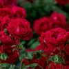 Culvita - Rose soil 40 litrów - ziemia doniczkowa Podgląd zdjęcia produktu 2