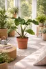 Alocasia Low Rider 60-80 cm – egzotyczna roślina Podgląd zdjęcia produktu 5