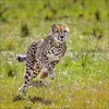 Korsch Kalender 2027 Big Cats Wildlife-Fotografien mit Produktbild-Vorschau 13