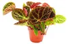 Begonie divoká - Begonia ferox - velkolepá listnatá Náhled obrázku produktu 1