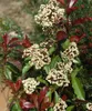 Photinia fraseri 'Red Robin', Glanzmispel, rot, 60–80 cm Produktbild-Vorschau 11