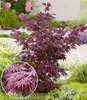 BALDUR Garten 2x Japanischer Ahorn 'Burgund', Pflanzen im Produktbild-Vorschau 1