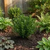 Bloomique - Zestaw 6 szt. - Ilex Crenata Jenny - Ostrokrzew Podgląd zdjęcia produktu 4