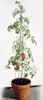 Bellissa Tomatenturm 180cm 180 cm hoch Produktbild-Vorschau 1