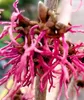 Zaubernuss Hamamelis Intermedia Feuerzauber 30 - 40 cm Produktbild-Vorschau 2
