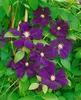 Clematis viticella, Italienische Waldrebe, 60–100 cm, Produktbild-Vorschau 13