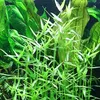 Aquarium Pflanze 3 Stück Murdannia keisak Bambus Produktbild-Vorschau 2