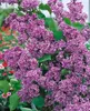Syringa vulgaris 'Sensation', Flieder, zweifarbig, 60–80 cm Produktbild-Vorschau 8