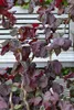 Corylus avellana, Haselnuss, 60–100 cm Produktbild-Vorschau 7