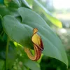 Věčnězelená aristolochie (Aristolochia sempervirens) – 5 Náhled obrázku produktu 1
