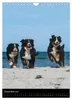 Berner Sennenhund 2027 (Wandkalender 2027 DIN A4 hoch), Produktbild-Vorschau 10