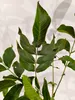 Juglans regia 'Lara', Walnussbaum, Höhe 100 cm, Produktbild-Vorschau 5