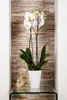 A white orchid in a white pot sits on a glass shelf in front of a textured stone wall. Anteprima dell’immagine prodotto