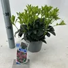 Skimmia japonica 'Rubella' - Japanse sierstruik met bessen Productafbeelding-voorbeeld 2