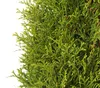 Dehner Thuja Smaragd, immergrün, ca. 100-125 cm, 9.9 l Produktbild-Vorschau 2