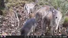 Outdoor Wildlife Hunting Trail und Wildkamera OXE Gepard Produktbild-Vorschau 10