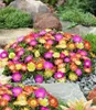 BALDUR Garten 9x Winterharte Eisblumen Summer Mix, Pflanzen Produktbild-Vorschau 1